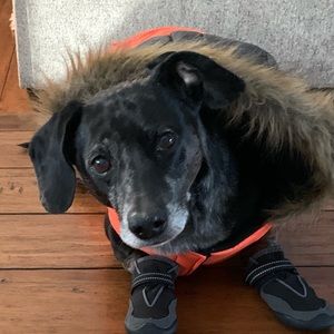 Meet your Posher, Dawn